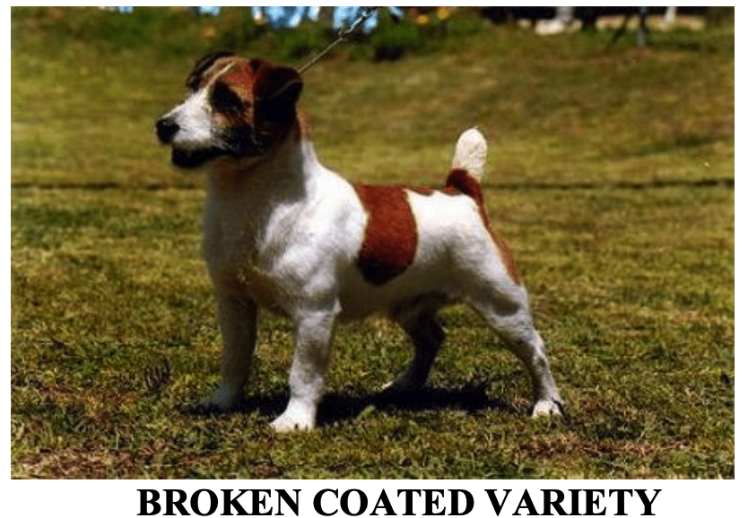 Jack_Russel_Terrier_broken_coated_variety